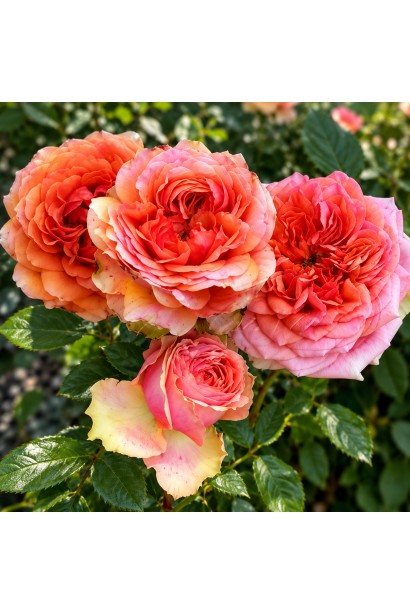 Spray Rose Teresa